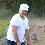 Лукашенко везет Путину и Си Цзиньпину картошку на саммит ШОС