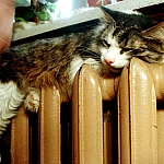 В Петербурге с 25 сентября начнется периодическое протапливание