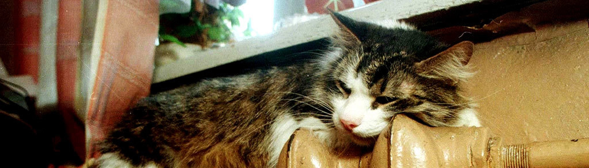 В Петербурге с 25 сентября начнется периодическое протапливание