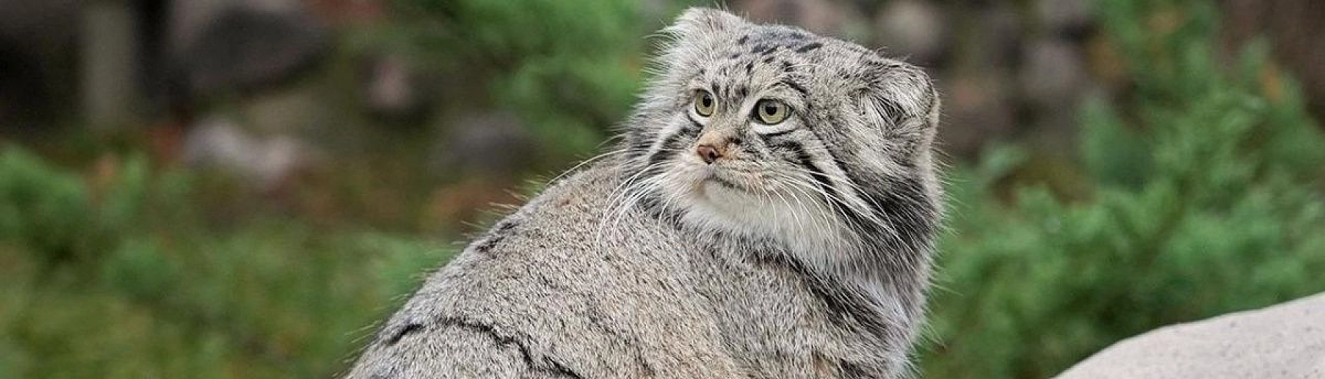 В русский язык включили слово «зажировка» благодаря манулу Тимофею из Московского зоопарка