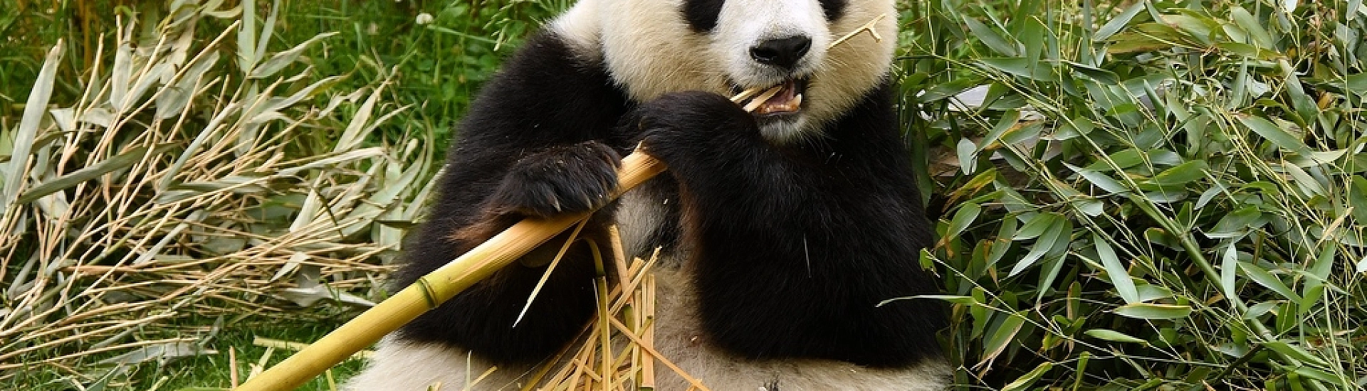 Япония впервые за полвека может остаться без панд на фоне охлаждения отношений с Китаем